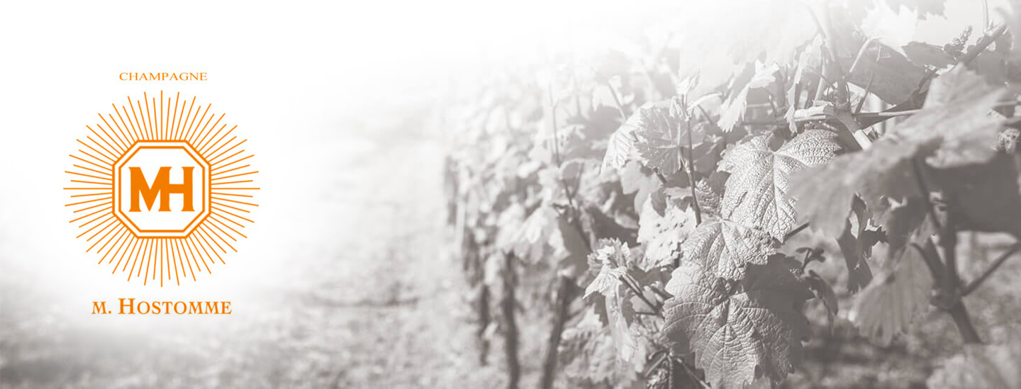 Hostomme:  Die Weinlese – Ein besonderer Jahrgang kündigt sich an.