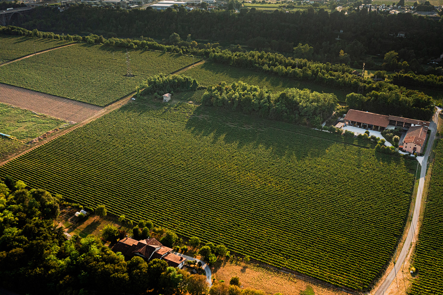 Weinstrasse Adolph GmbH in Köln | Weinhandel & Wein-Direktimporte - Das Beste für den Fachhandel seit 1980 Cantine Colosi