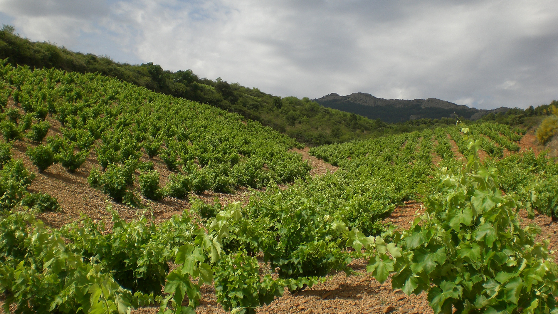 Viñedos Y Bodegas Pablo